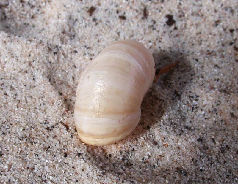 Theba pisana (O.F. Mller, 1774) Corsica